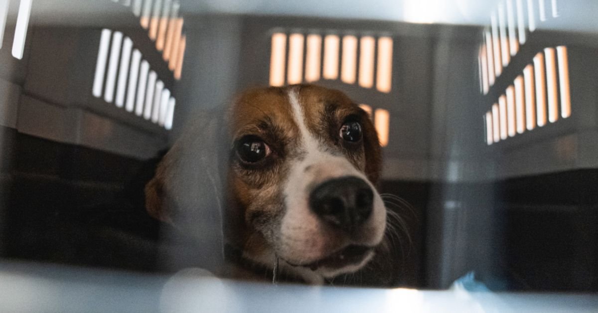 1600 Beagles endangered in laboratories.Petition to save them